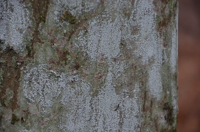 2011 12 A la découverte des lichens 24